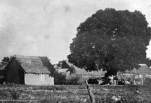 ¿Por qué el ombú es el árbol nacional?