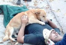 Tony, el perro que abrazó a su dueño accidentado hasta que llegó la ambulancia