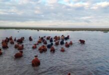 Ganaderos del Delta anticipan traslado de hacienda por temor a inundaciones