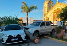 Triple choque en Bovril: no hubo heridos, pero una palmera cayó sobre la calzada