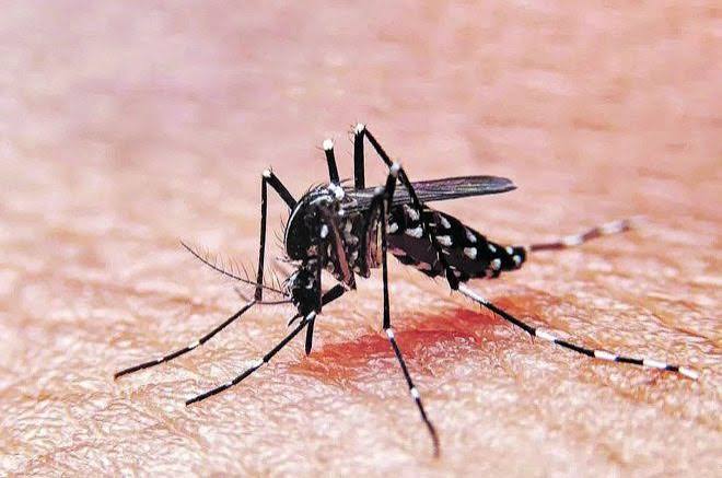 Reportan tres casos autóctonos de dengue en Concepción del Uruguay