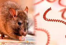 Leptospirosis en Entre Ríos: 19 casos humanos y 16 caninos