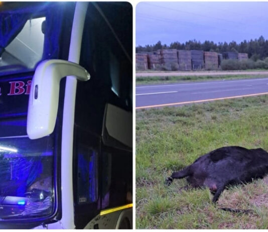Un micro chocó contra una vaca en la Autovía Artigas
